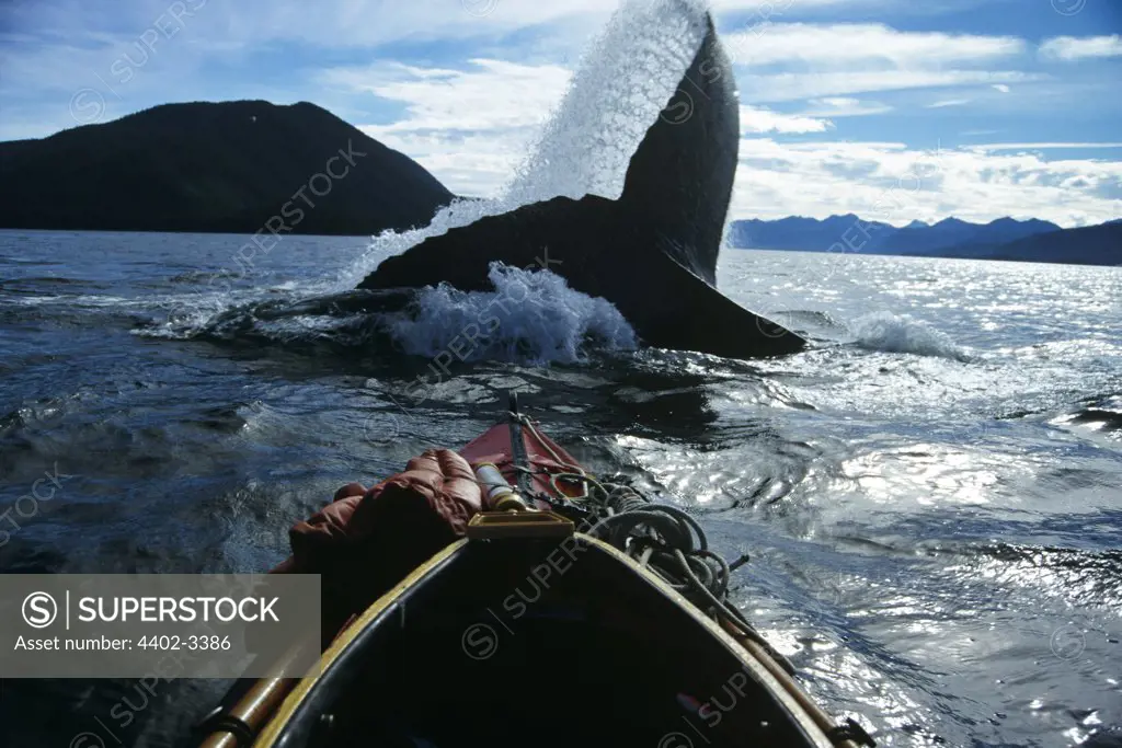 Humpback Whale lobtailing, Chatham Straits, Southeast Alaska