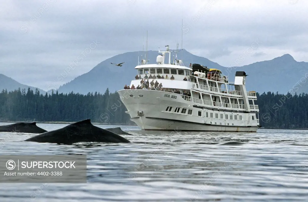Whale watching boat and whales, Southeast Alaska