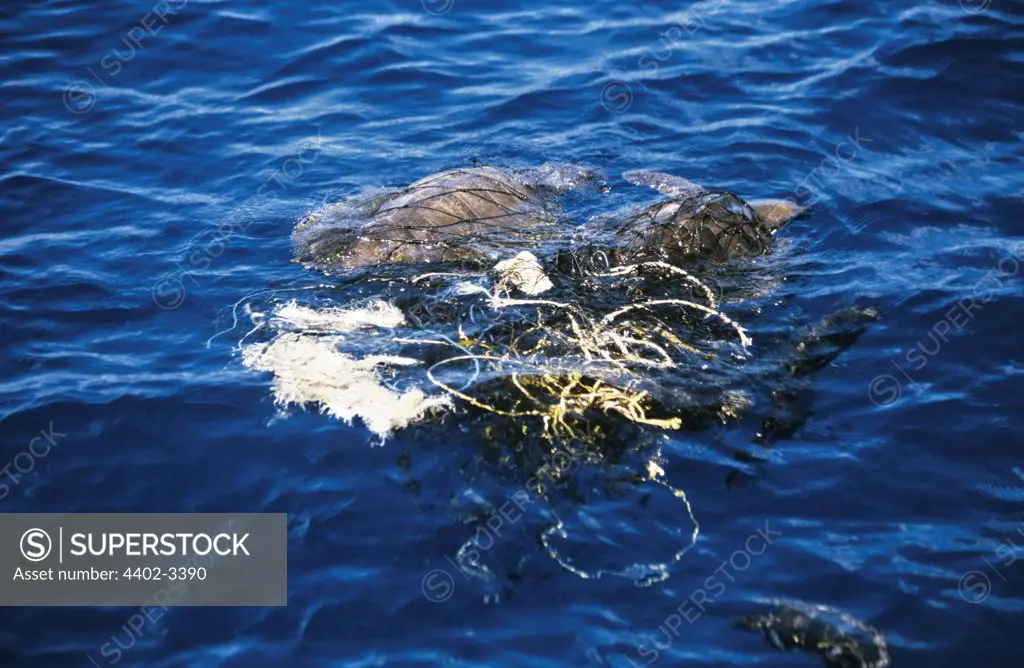 Two olive ridley sea turtles entangled in fishing net, off coast of Sri Lanka