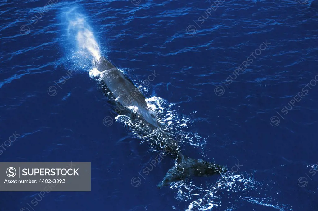 Sperm whale blowing, Gulf of Mannar, Sri Lanka