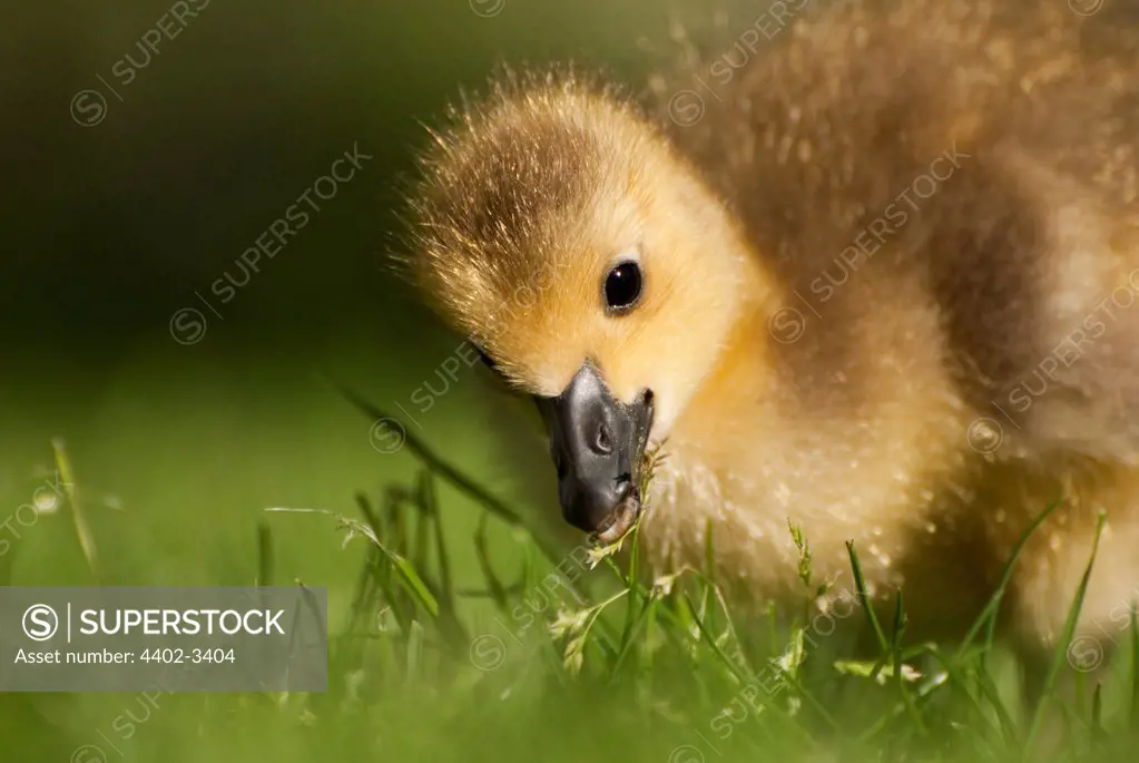 Canada Goose gosling, Kew Gardens, UK