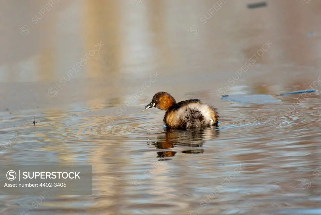 Little Grebe fishing at the WWT London Wetland Centre, UK