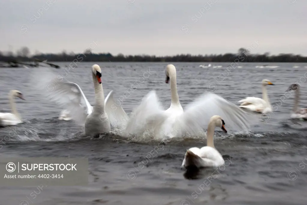 Mute Swans fighting, WWT Welney Wetland Centre, UK