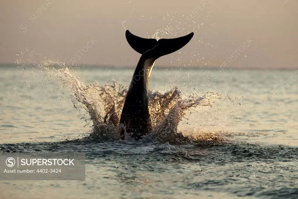 Bottlenose Dolphin splashing into the water at sunset, Honduras