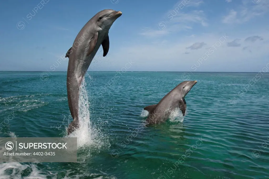 Bottlenose Dolphins, Honduras