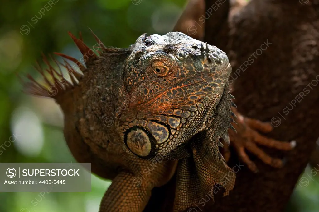 Green Iguana, Honduras