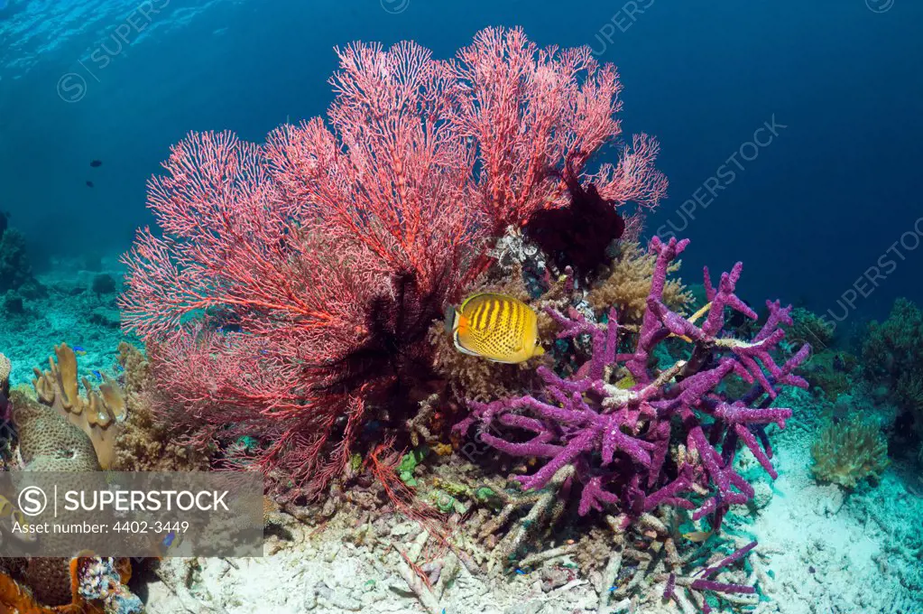 Spot-banded butterflyfish with gorgonian and encrusting purple sponge  on coral reef.  Misool, Raja Empat, West Papua, Indonesia.
