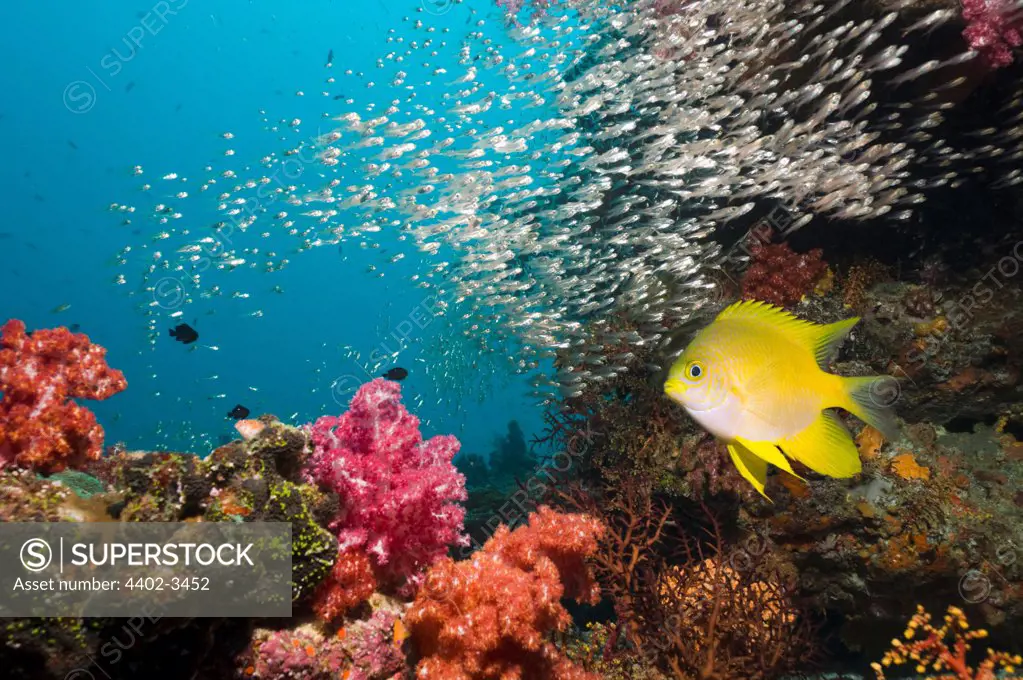 Golden damsel over coral reef with soft corals and sweepers in the background.  Andaman Sea, Thailand.