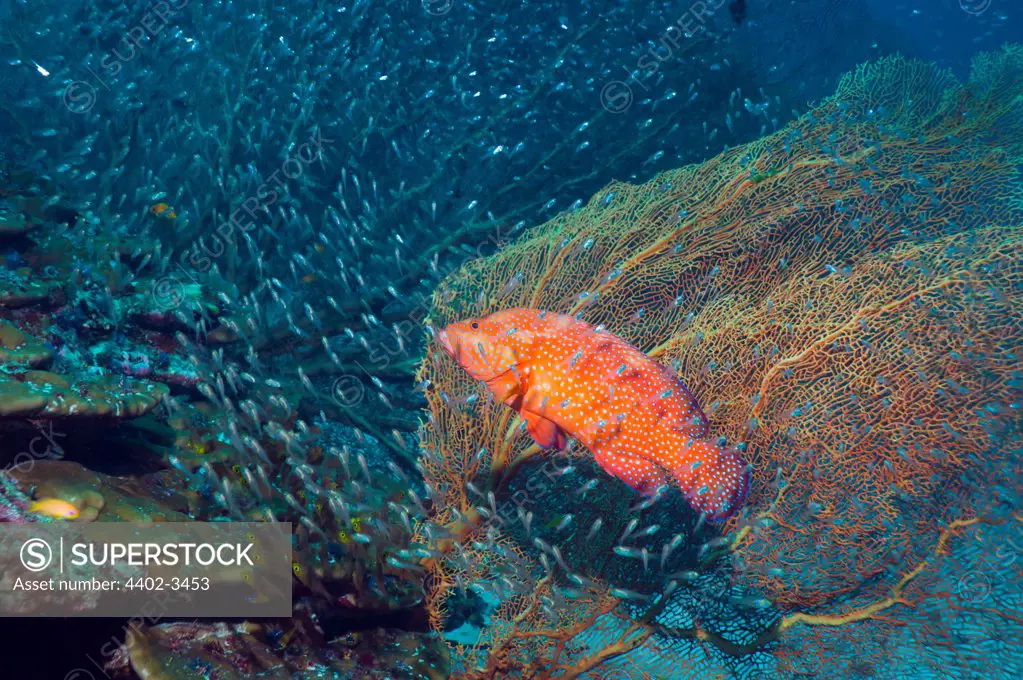 Coral hind with gorgonian and school of sweepers and cardinal fish on coral reef.  Andaman Sea, Thailand.