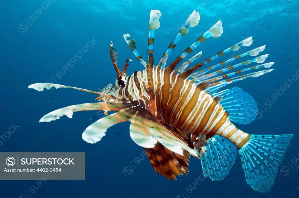 Lionfish,  Red Sea, Egypt