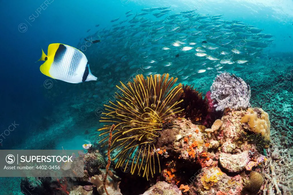 Pacific double-saddle butterflyfish with featherstars and a school of Bigeye scad in background.  Misool, Raja Empat, West Papua, Indonesia.