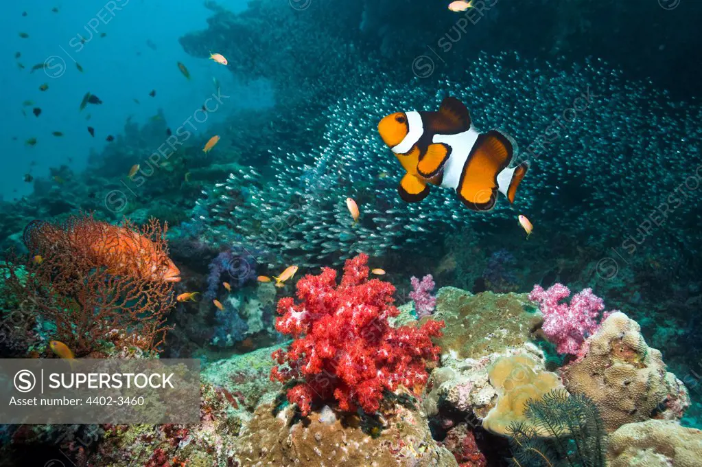 Clown anemonefish and Coral hind over coral reef with soft corals.  Andaman Sea, Thailand.