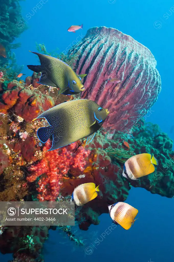 Semicircle angelfish and Klein's butterflyfish with Barrelsponges growing on wreck The Liberty.  Bali, Indonesia.