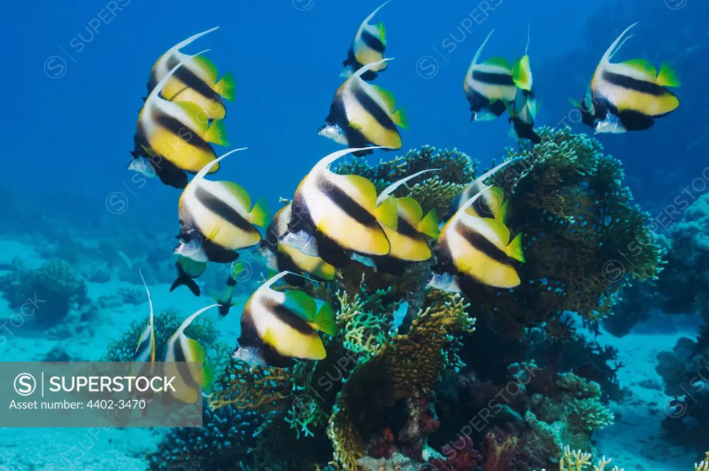 Red Sea bannerfish.  Egypt, Red Sea.