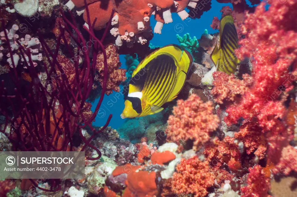 Red Sea racoon butterflyfish with soft corals on reef.  Egypt, Red Sea.