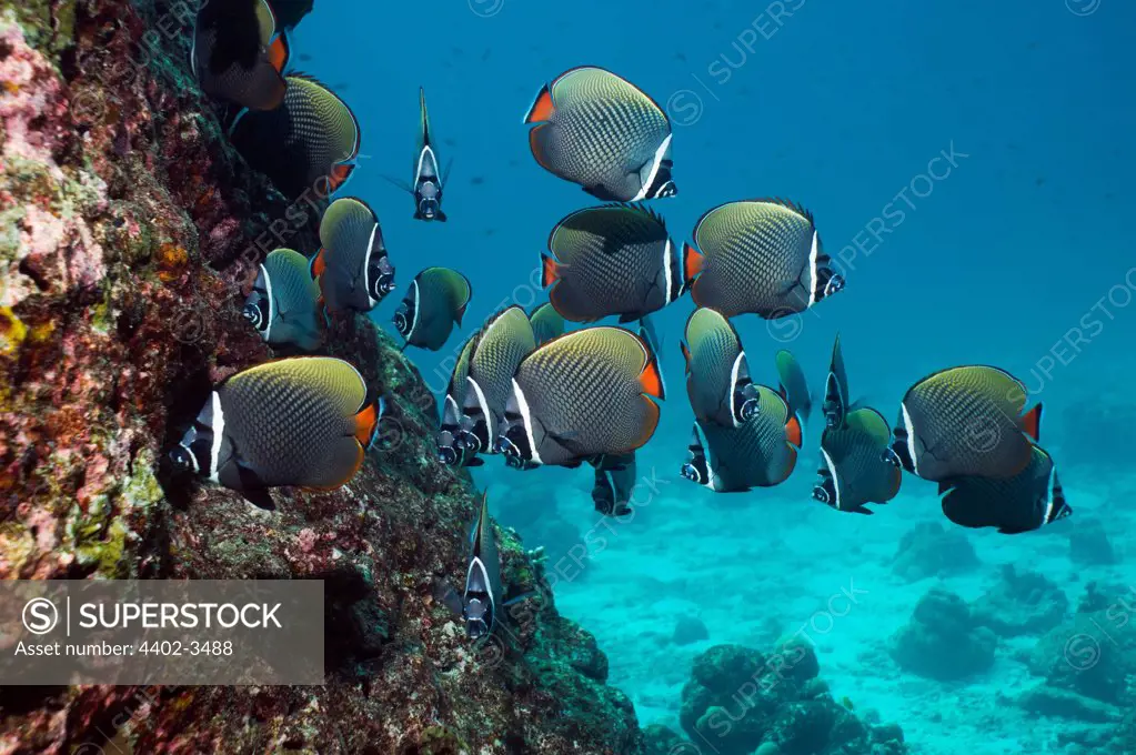 Redtail or Collared butterflyfish.  Andaman Sea, Thailand.