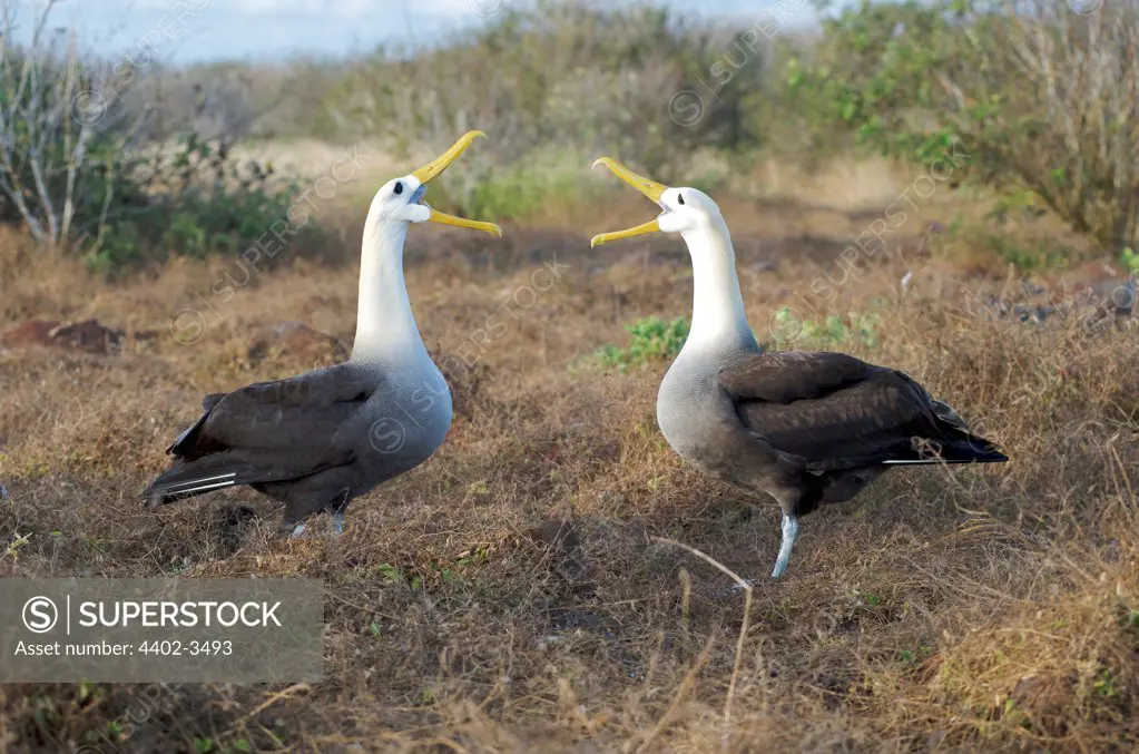 Waved Albatross birds.  Pair at nest seen in courtship ritual display.  Espanola Island, Galapagos Islands, Pacific.