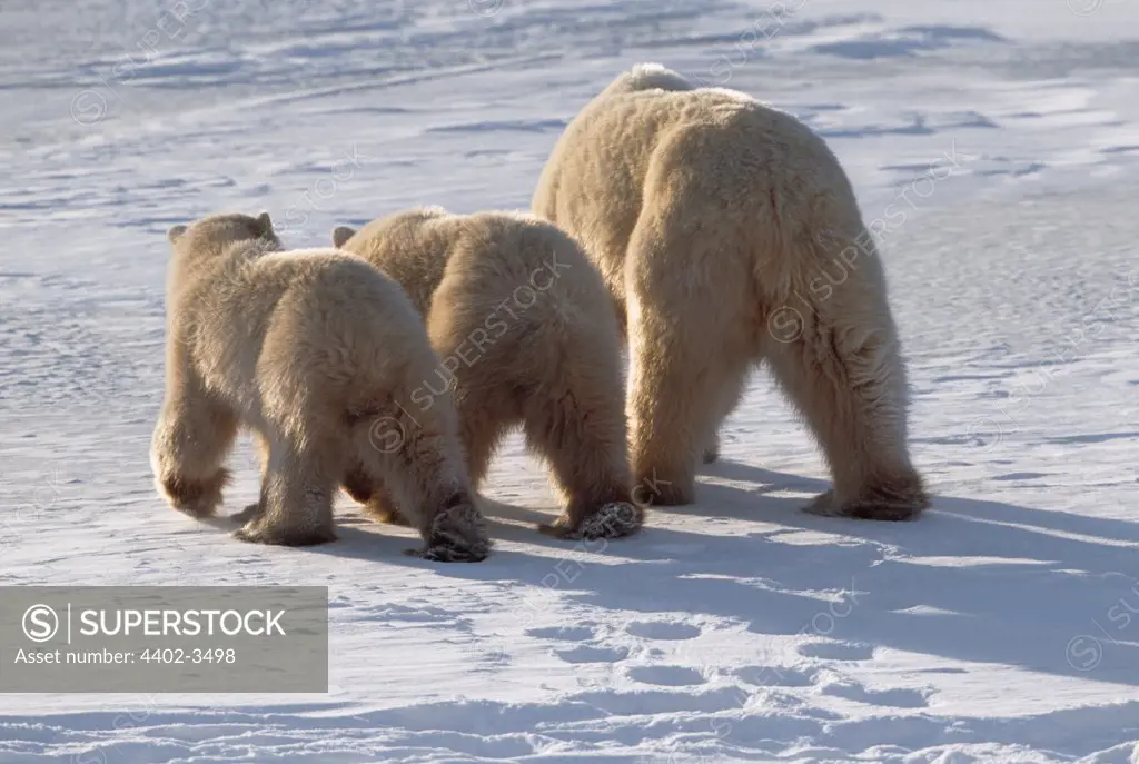 Polar bear mother and twin cubs seen from behind, Cape Churchill, Manitoba, Canada