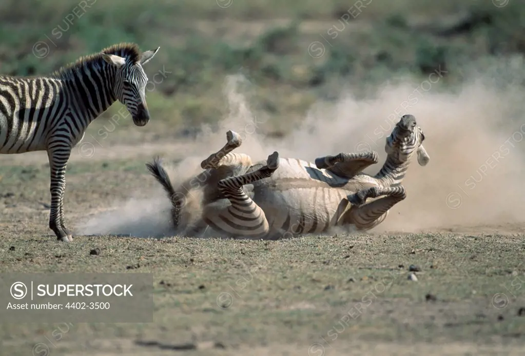 Zebra rolling in the dust, her calf looking on, Amboseli, Kenya