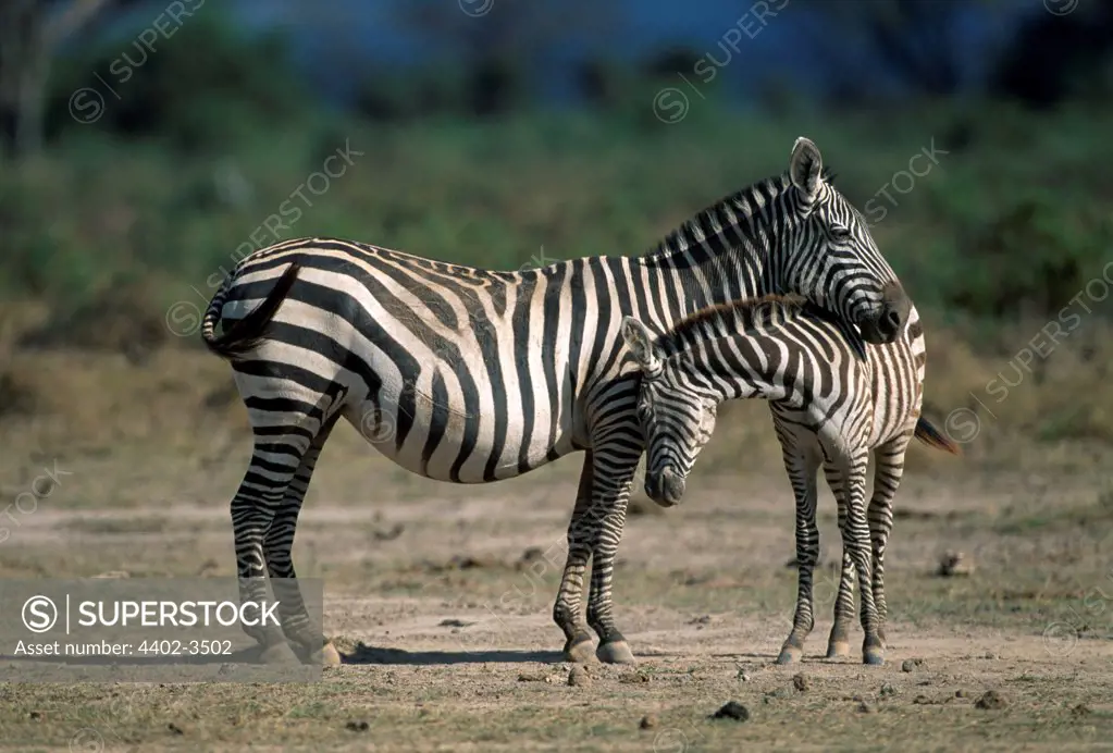 Burchell's zebramother and calf, Amboseli, Kenya
