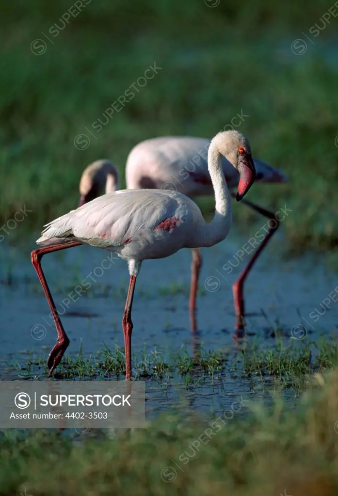 Flamingoes, Amboseli, Kenya