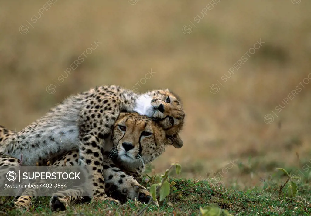 Cheetah mother and cub, Masai Mara, Kenya
