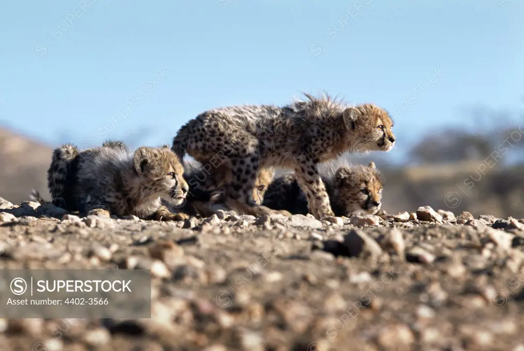 Cheetah cubs, Namibia