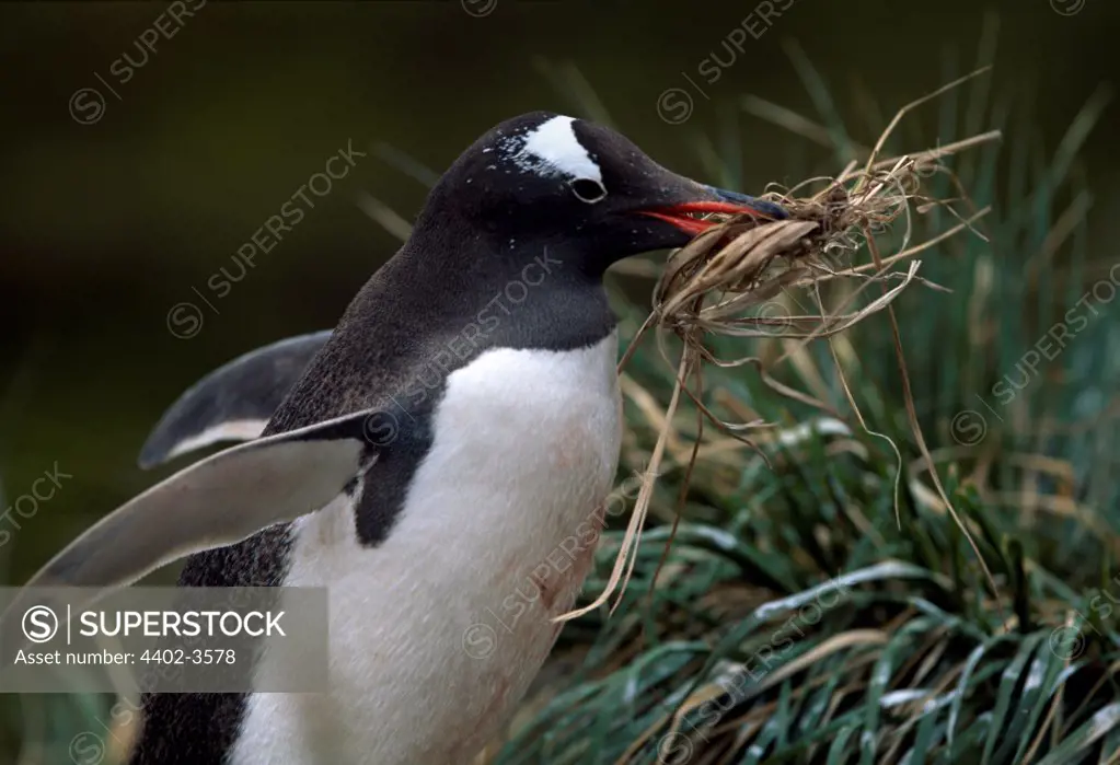 Gentoo penguin building nest, Fortuna Bay, South Georgia