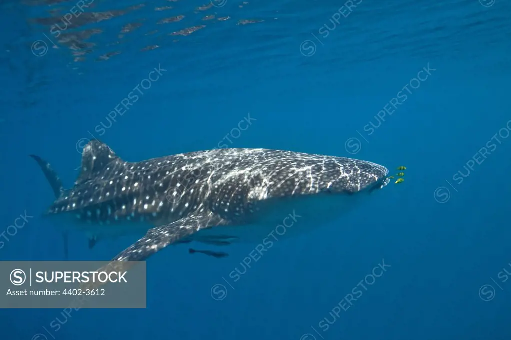 Whale Shark, Honda Bay, Palawan, The Philippines