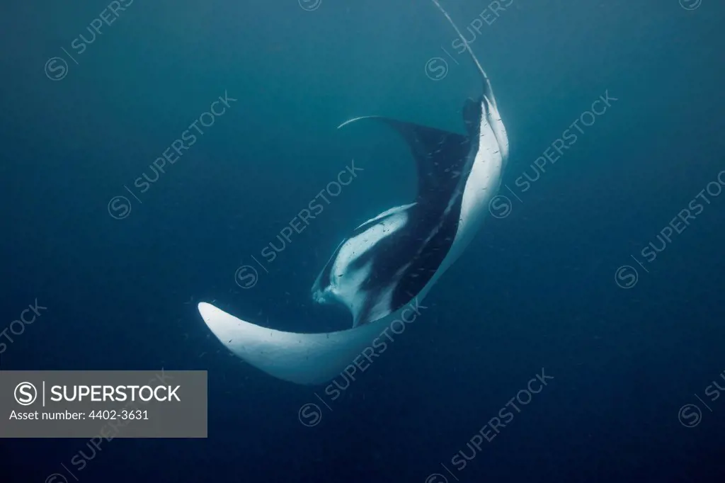 Manta ray, Puerto Princesa Bay, The Philippines