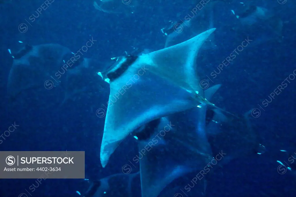 Manta rays, Puerto Princesa Bay, The Philippines