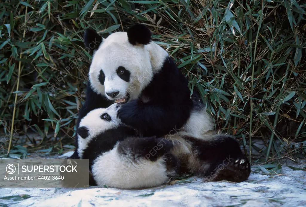 Giant Panda mother and cub, Sichuan, China