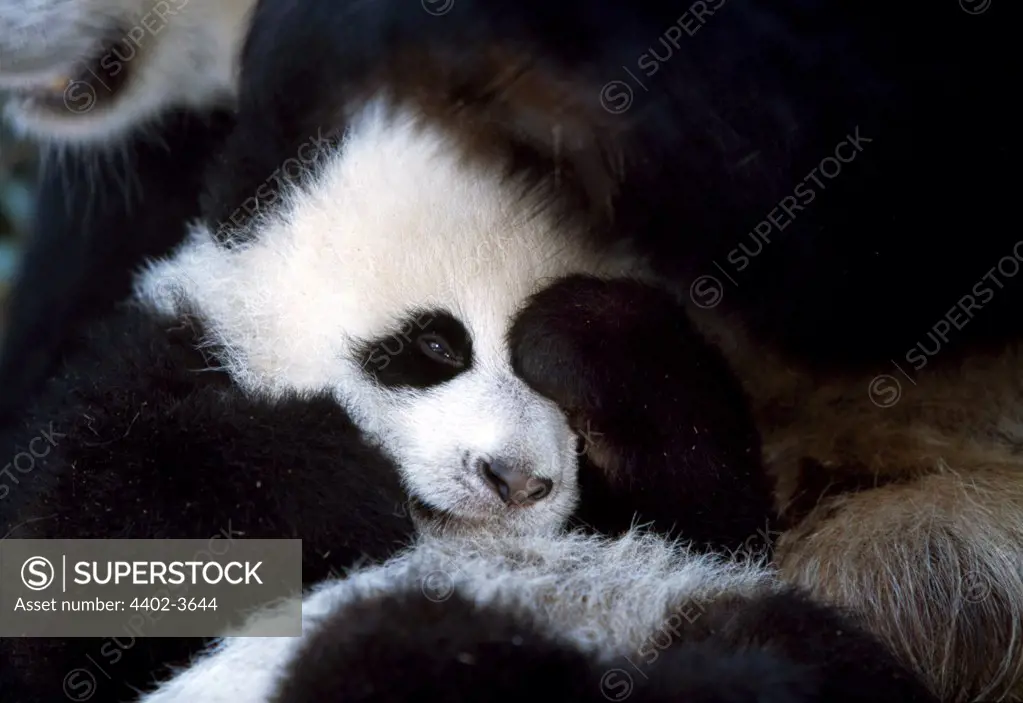 Giant Panda cub, Sichuan, China