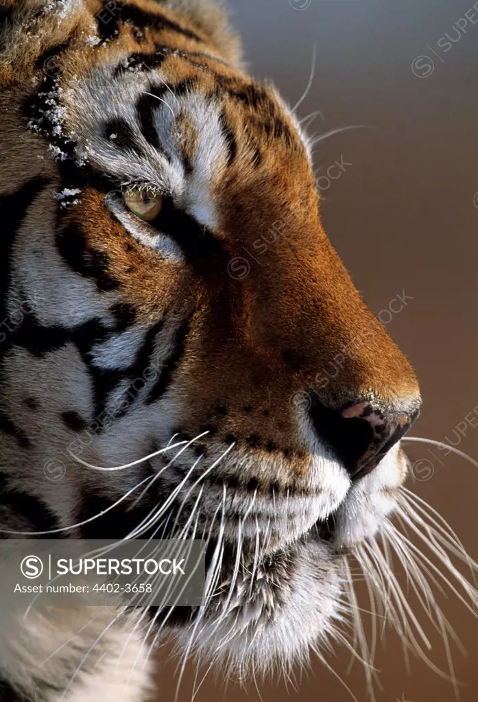 Siberian Tiger, Northern China