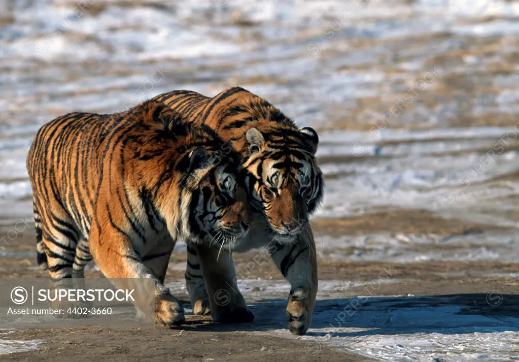 Siberian Tigers, Northern China