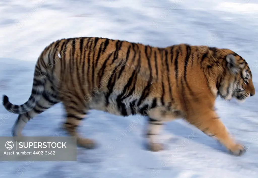 Siberian Tiger, Northern China