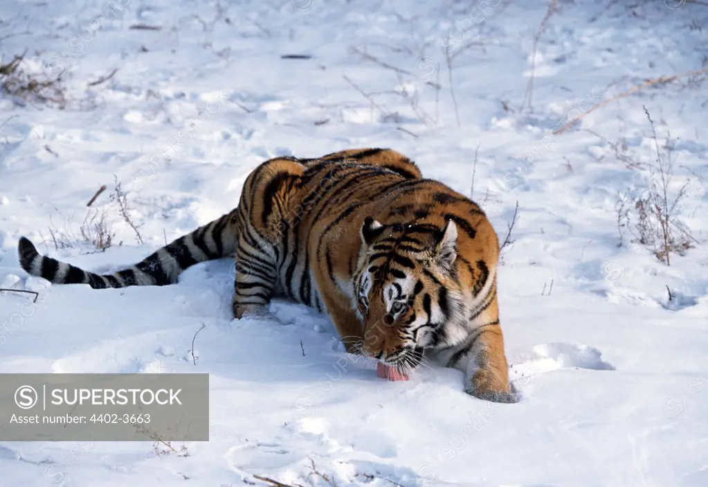 Siberian Tiger, Northern China
