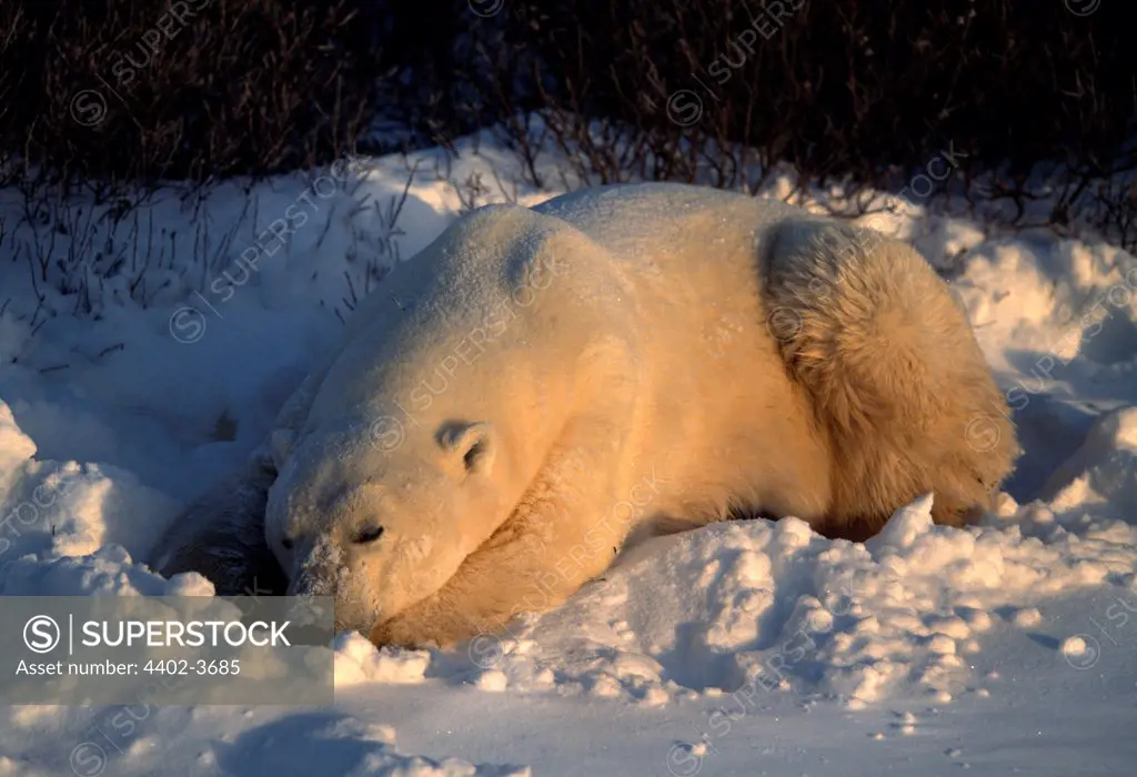 Polar bear, Cape Churchill, Manitoba, Canada.