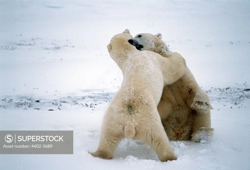 Polar bears, Cape Churchill, Manitoba, Canada.
