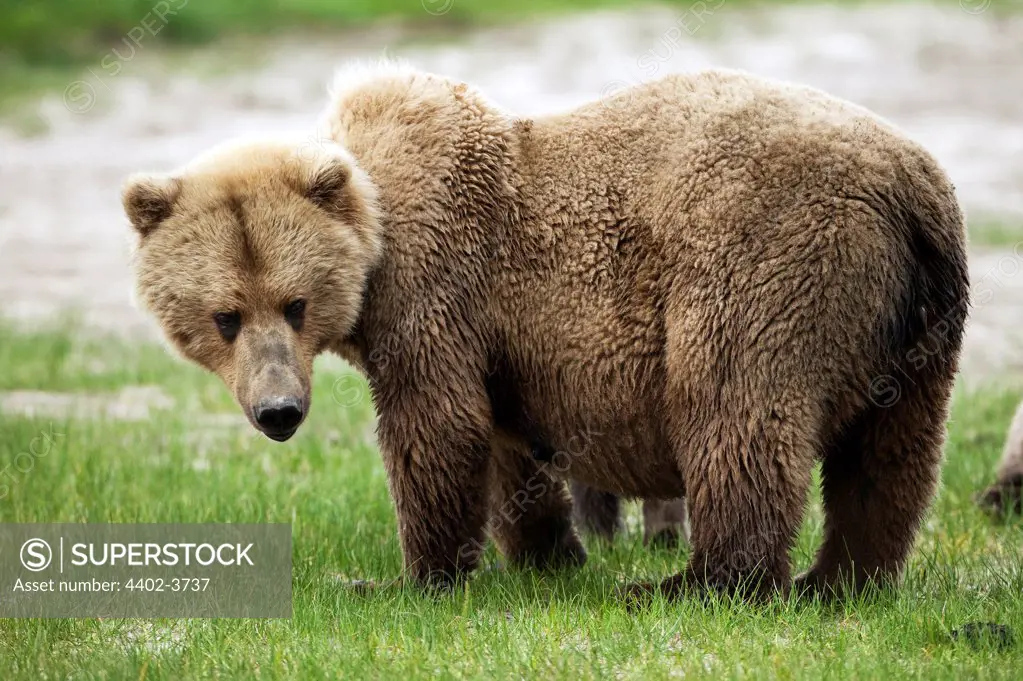 Brown bears, Katmai National Park, Alaska
