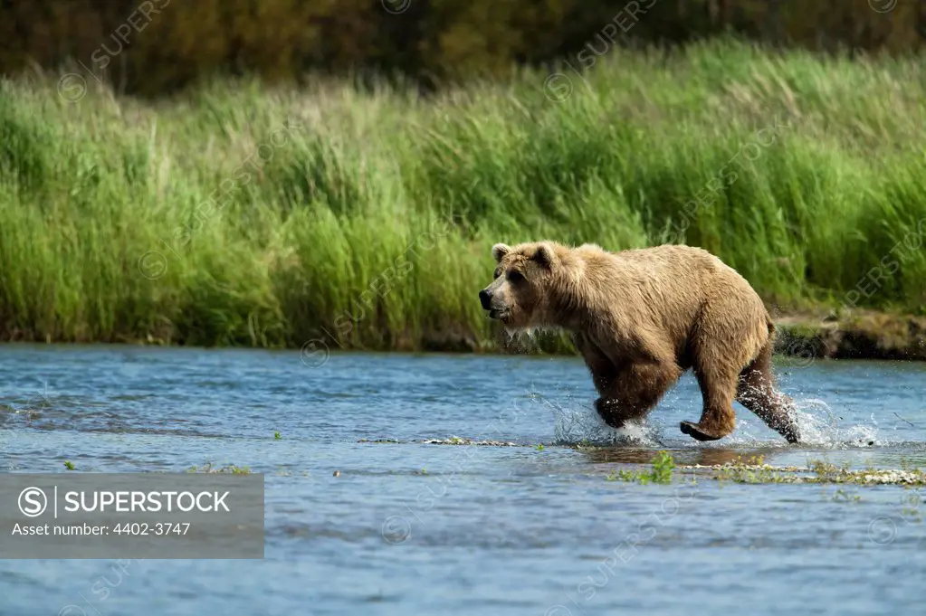 Brown bear, Katmai National Park, Alaska