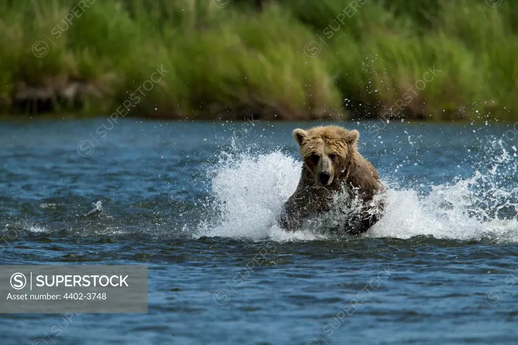 Brown bear, Katmai National Park, Alaska