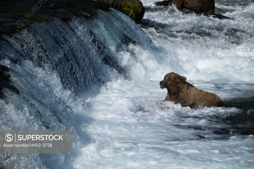 Brown bear, Brooks Falls, Katmai National Park, Alaska