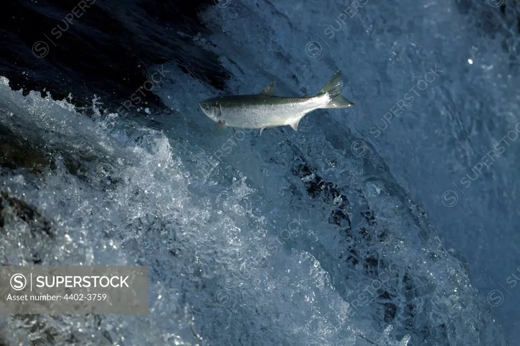 Sockeye salmon swimming upstream, Brooks Falls, Katmai National Park, Alaska