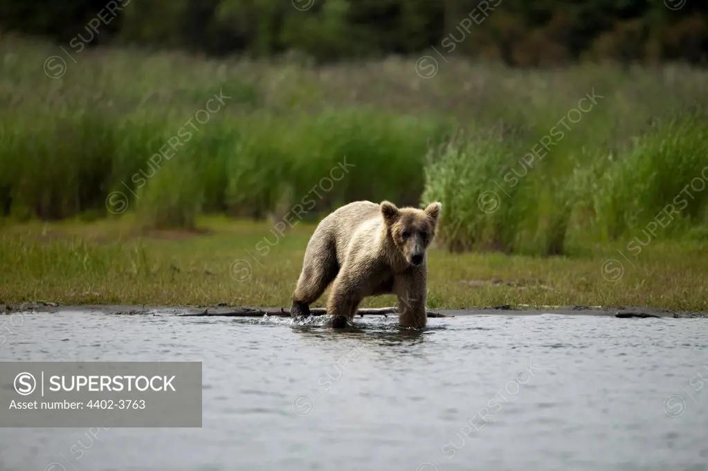 Brown bears, Brooks Falls, Katmai National Park, Alaska