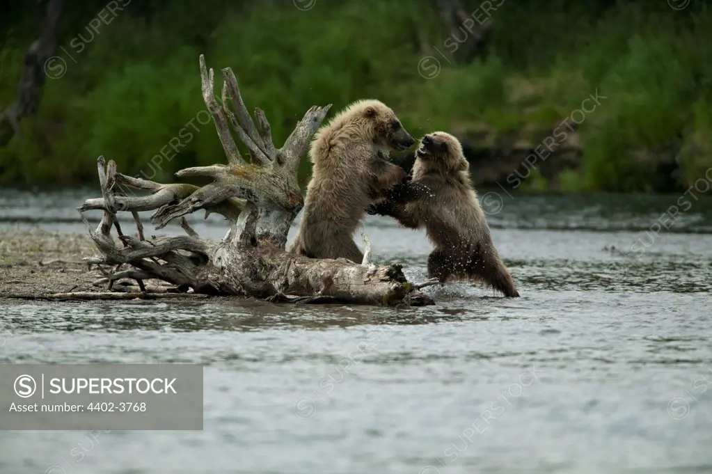 Young brown bears sparring, Katmai National Park, Alaska