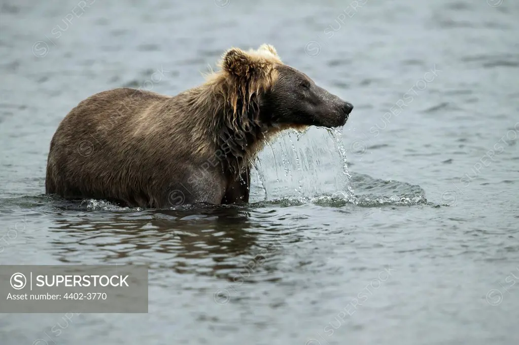 Brown bear, Brooks Falls, Katmai National Park, Alaska
