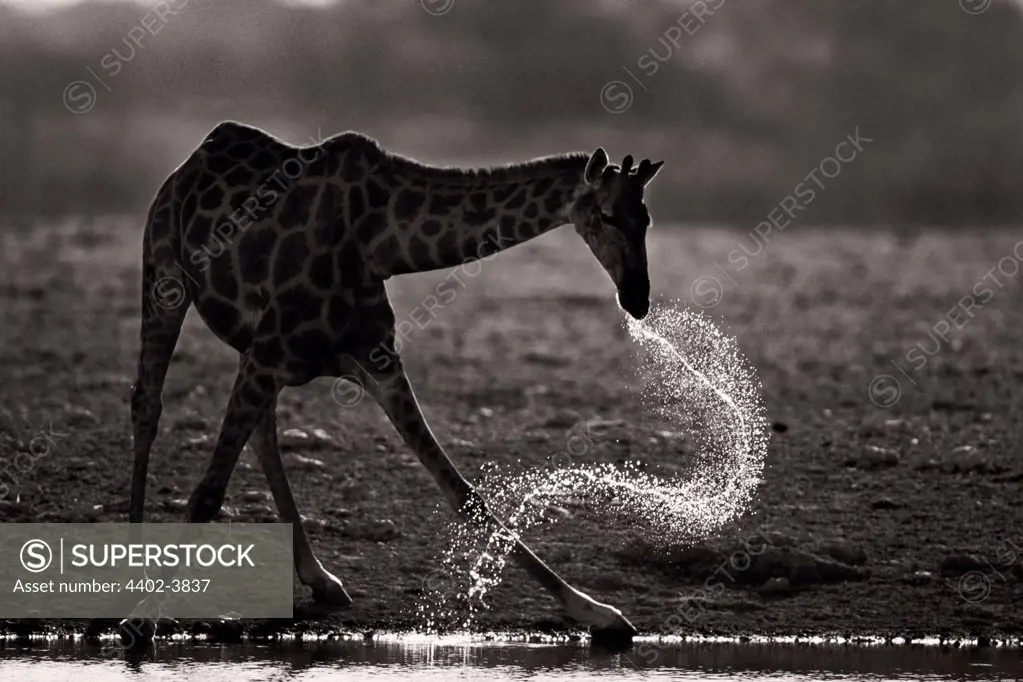 Giraffe drinking, Etosha National Park, Namibia