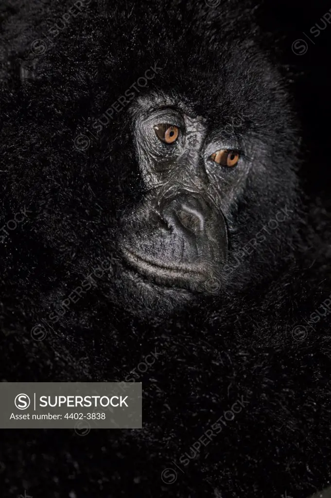 Female Mountain Gorilla, Democratic Republic of Congo