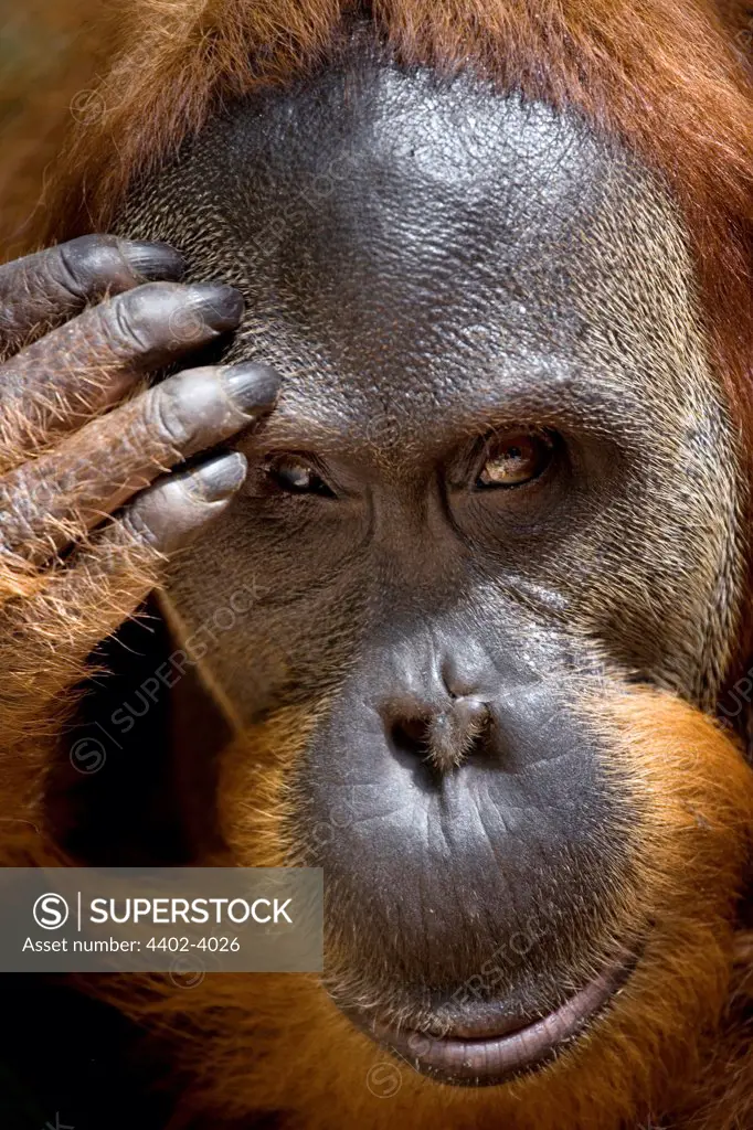 Portrait of young male orangutan, Gunung Leuser National Park, Sumatra, Indonesia.